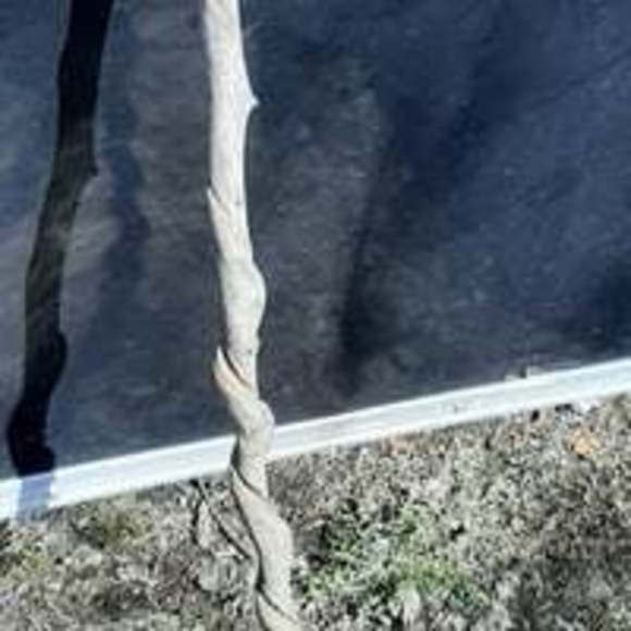 Glass tip handmade walking stick - Picture 4 of 7